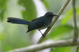 Mindanao-blauwe waaierstaart - Rhipidura superciliaris